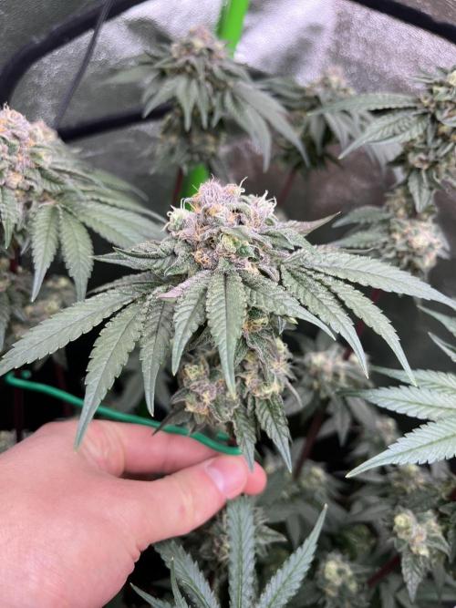First Grow :). Week 13 - Coco Fresh