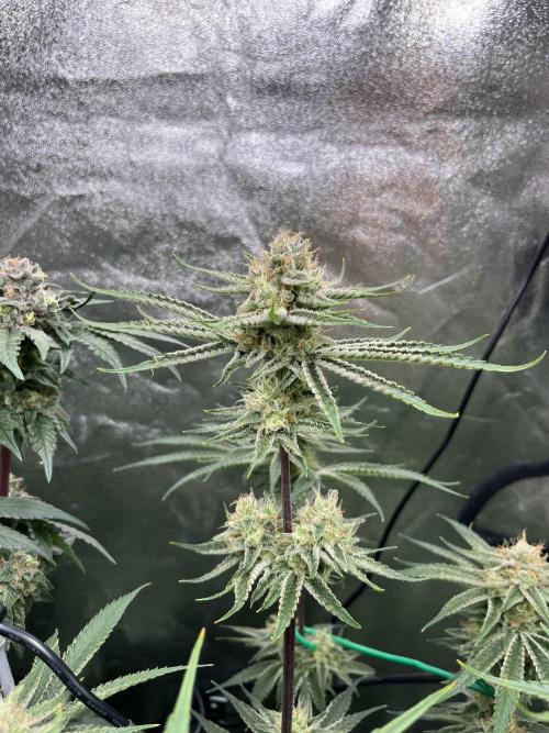 First Grow :). Week 13 - Mimozz