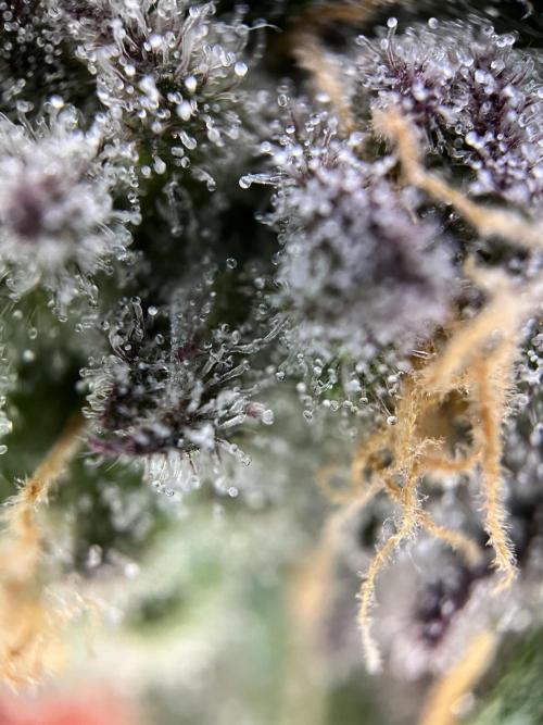 First Grow :). Week 13 - Trichomes Coco Fresh (lower Bud)