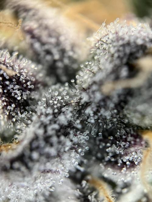 First Grow :). Week 13 - Trichomes Mimozz (lower Bud)