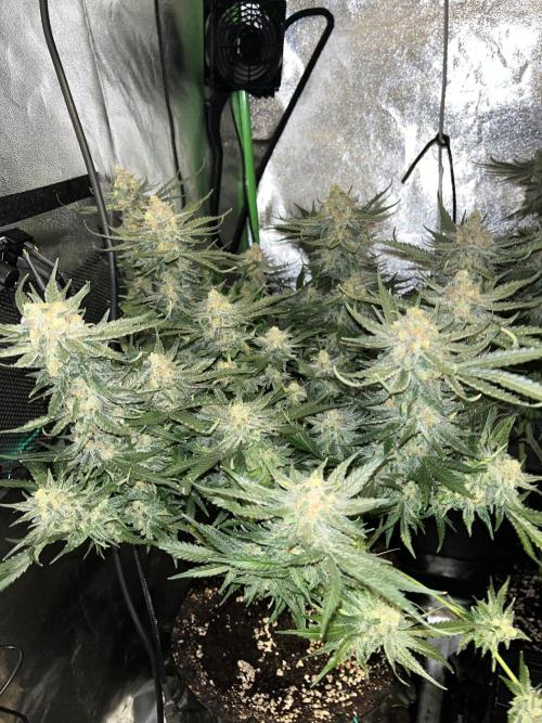 First Grow :). Week 14 - Blue Dream