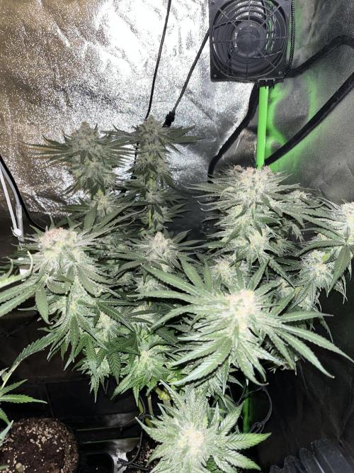 First Grow :). Week 14 - Kings Kush