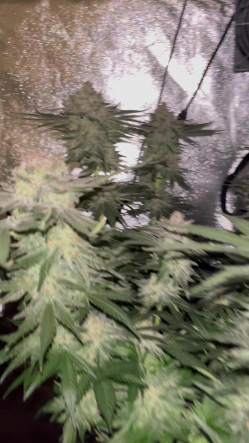 First Grow :)