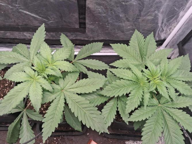 Black cherry punch fem. Week 3 - Black cherry punch week3 
#Linda Seed 
