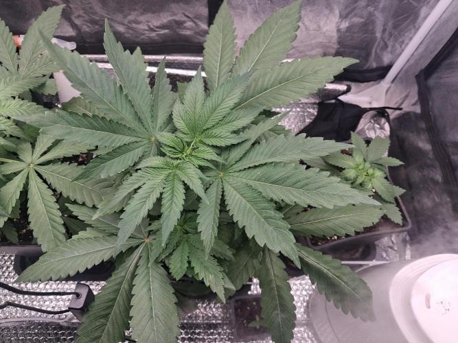 Black cherry punch fem. Week 4