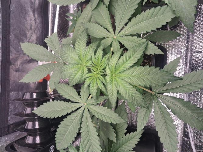 Black cherry punch fem. Week 4