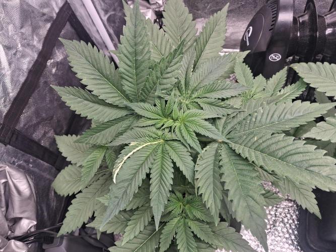 Black cherry punch fem. Week 4