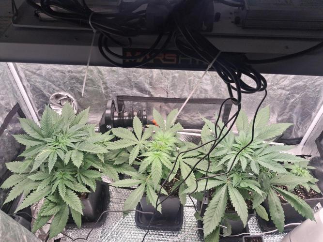 Black cherry punch fem. Week 4