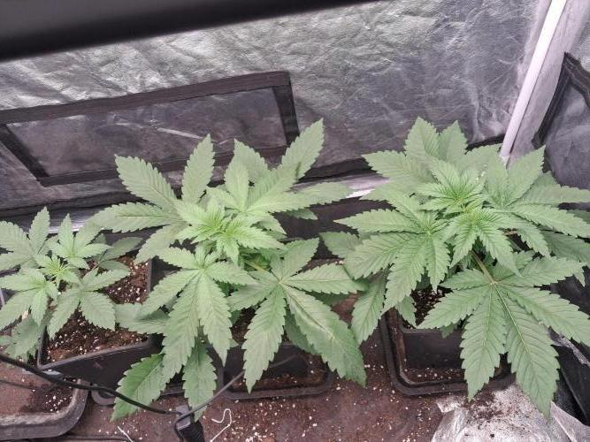 Black cherry punch fem. Week 3 - Black cherry punch 2 Week 
#Linda Seed 