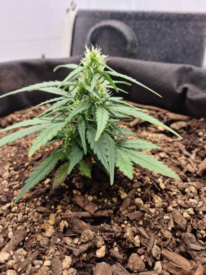 Hella Stunted Auto. Week 2