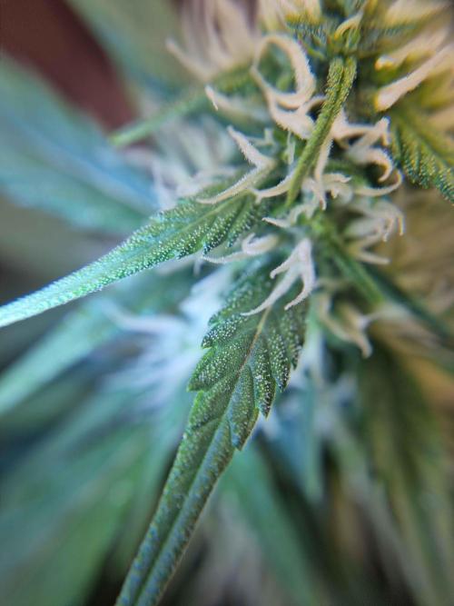 Hella Stunted Auto. Week 3