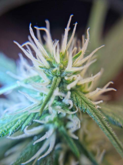 Hella Stunted Auto. Week 3