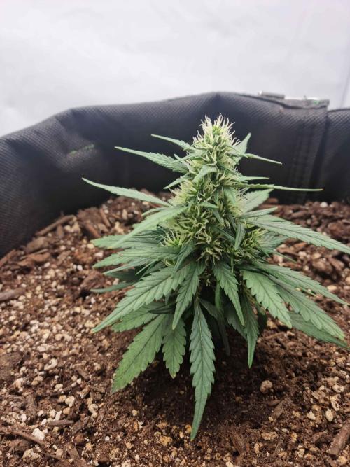 Hella Stunted Auto. Week 3