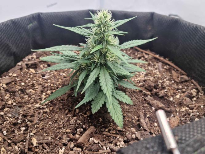 Hella Stunted Auto. Week 3