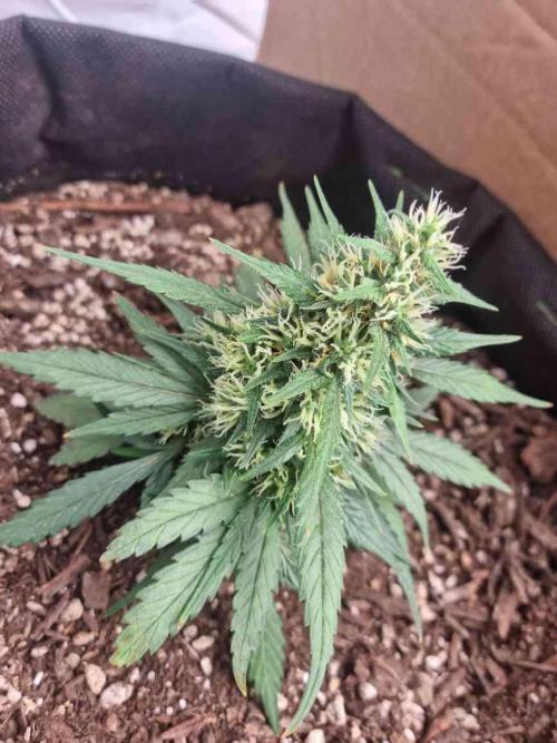 Hella Stunted Auto. Week 4