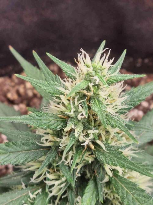 Hella Stunted Auto. Week 4