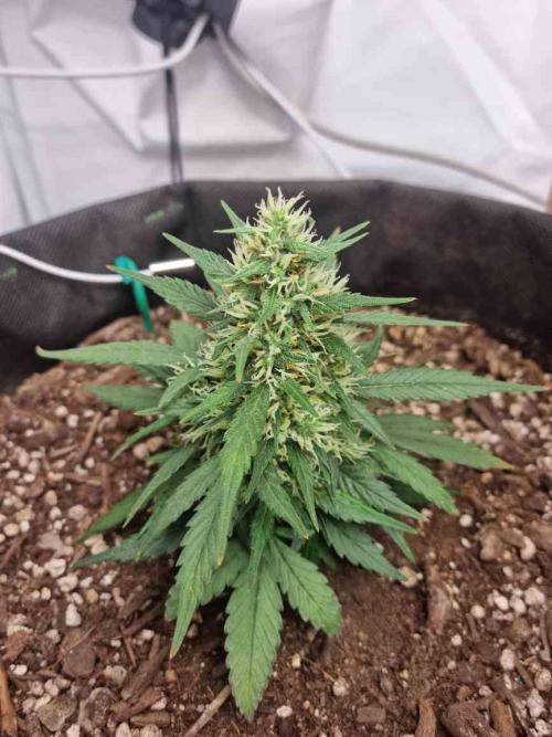 Hella Stunted Auto. Week 4