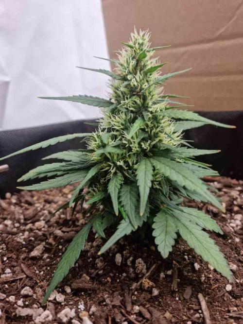 Hella Stunted Auto. Week 4
