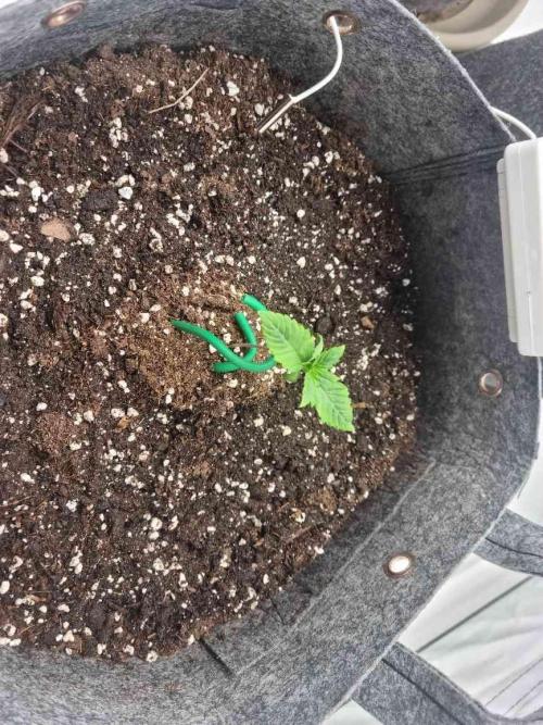 New Journey. Week 1 - Guava