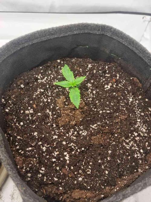 New Journey. Week 1 - Strawberry Gorilla