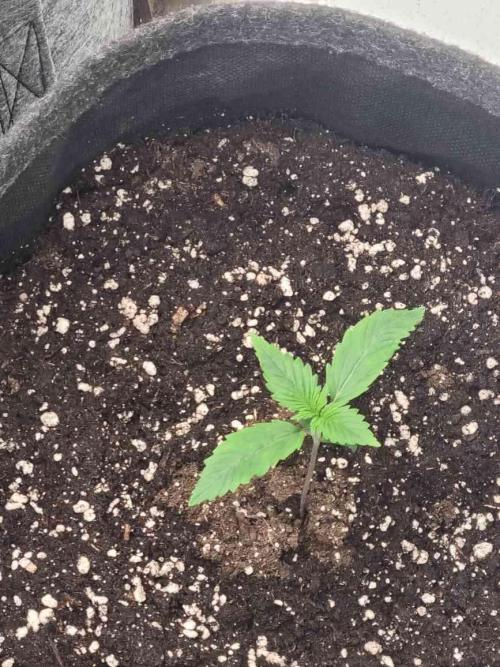New Journey. Week 1 - Strawberry Gorilla