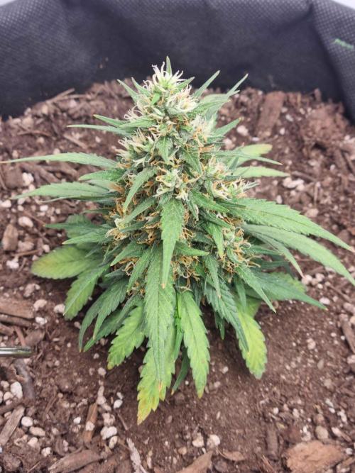 Hella Stunted Auto. Week 5