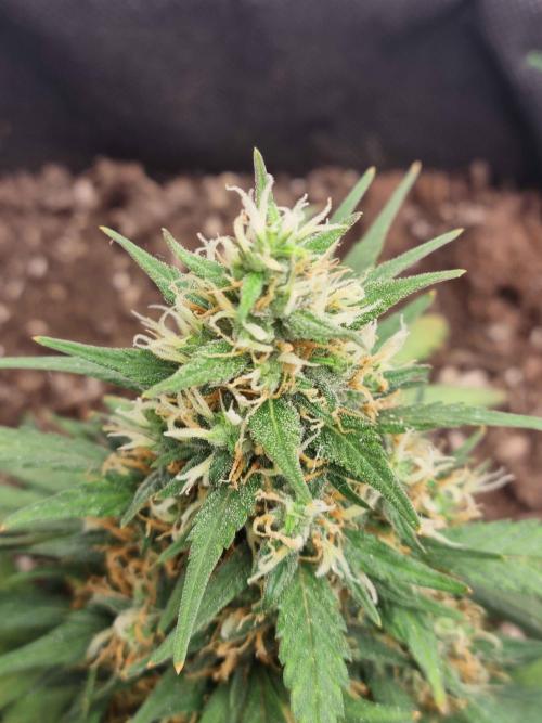 Guava Auto. Week 5