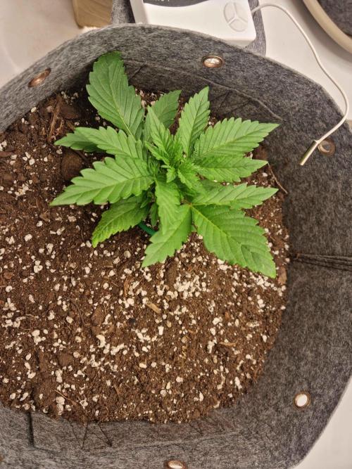 New Journey. Week 2 - Guava
