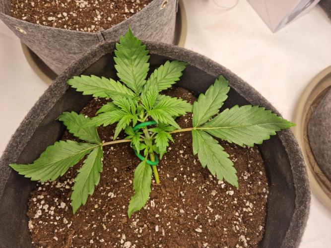New Journey. Week 2 - Strawberry Gorilla