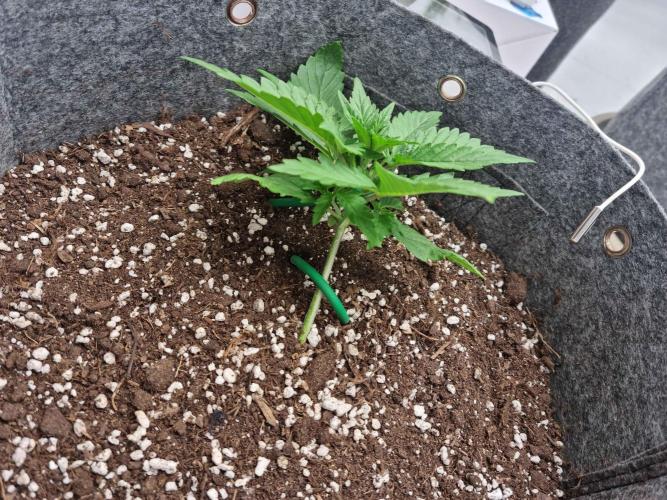 New Journey. Week 2 - Guava