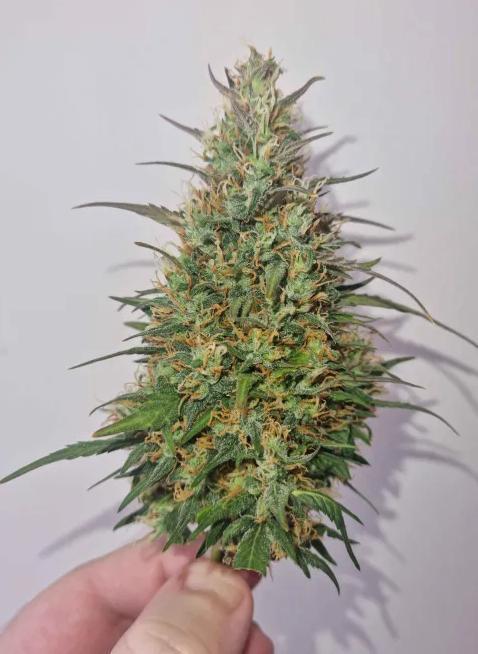 Hella Stunted Auto. Week 6