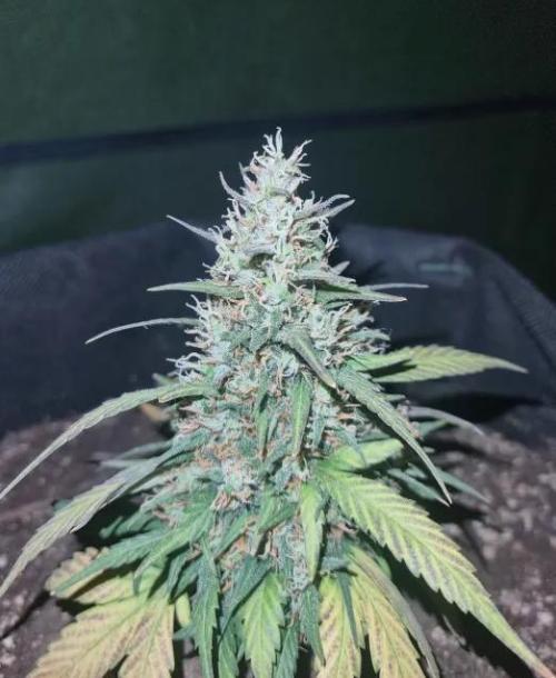 Hella Stunted Auto. Week 6