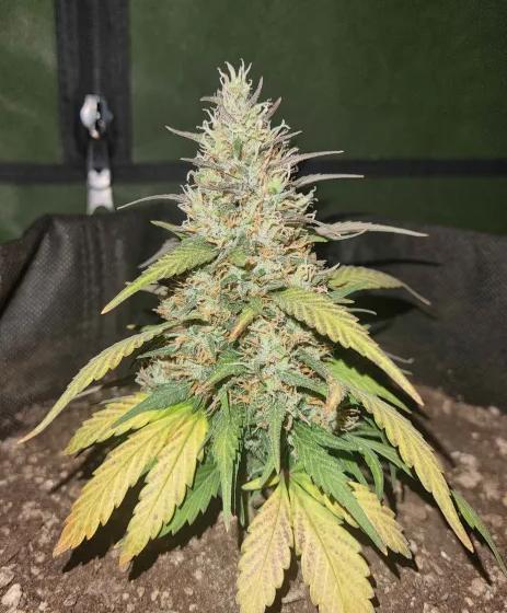 Hella Stunted Auto. Week 6
