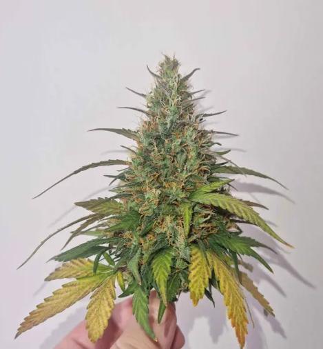 Hella Stunted Auto. Week 6