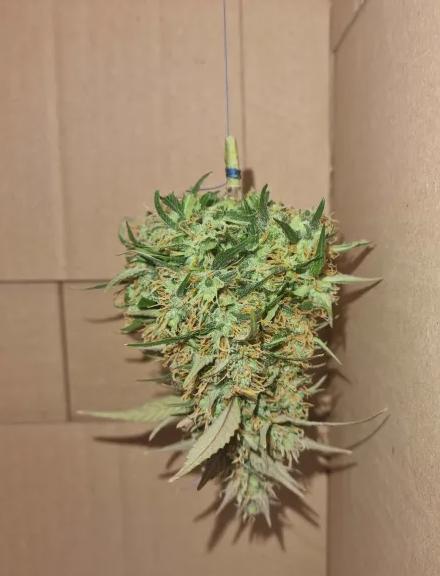 Guava Auto. Week 6