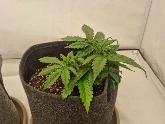 New Journey. Week 3 - Strawberry Gorilla