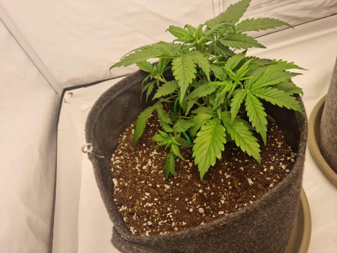 New Journey. Week 3 - Strawberry Gorilla