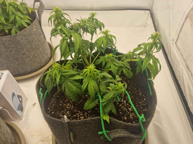 New Journey. Week 4 - Strawberry Gorilla