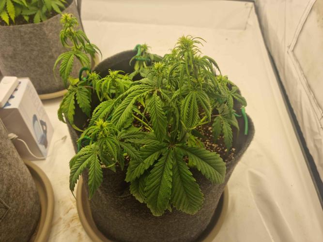New Journey. Week 4 - Strawberry Gorilla