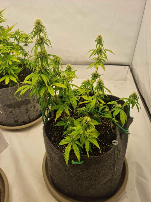 New Journey. Week 5 - Strawberry Gorilla