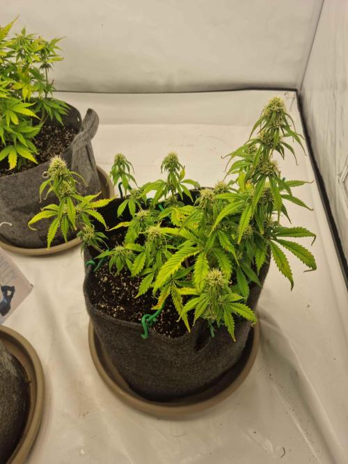 New Journey. Week 5 - Strawberry Gorilla