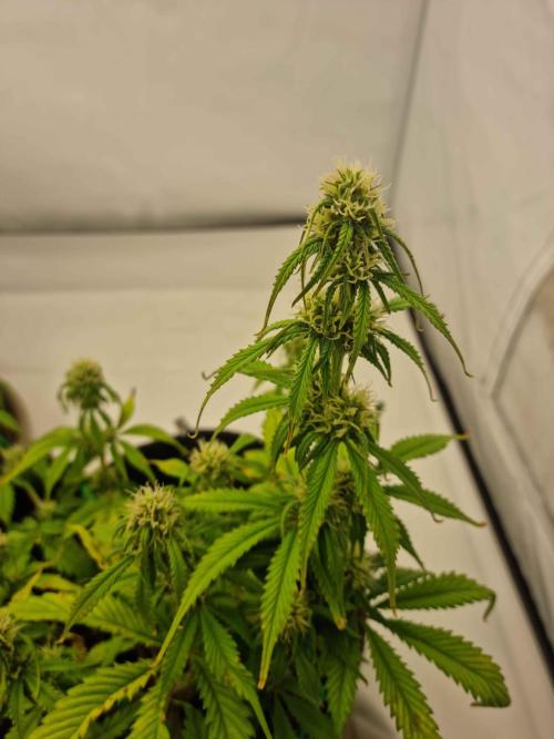 New Journey. Week 5 - Strawberry Gorilla