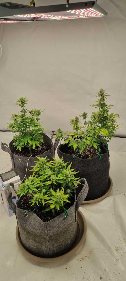 New Journey. Week 6