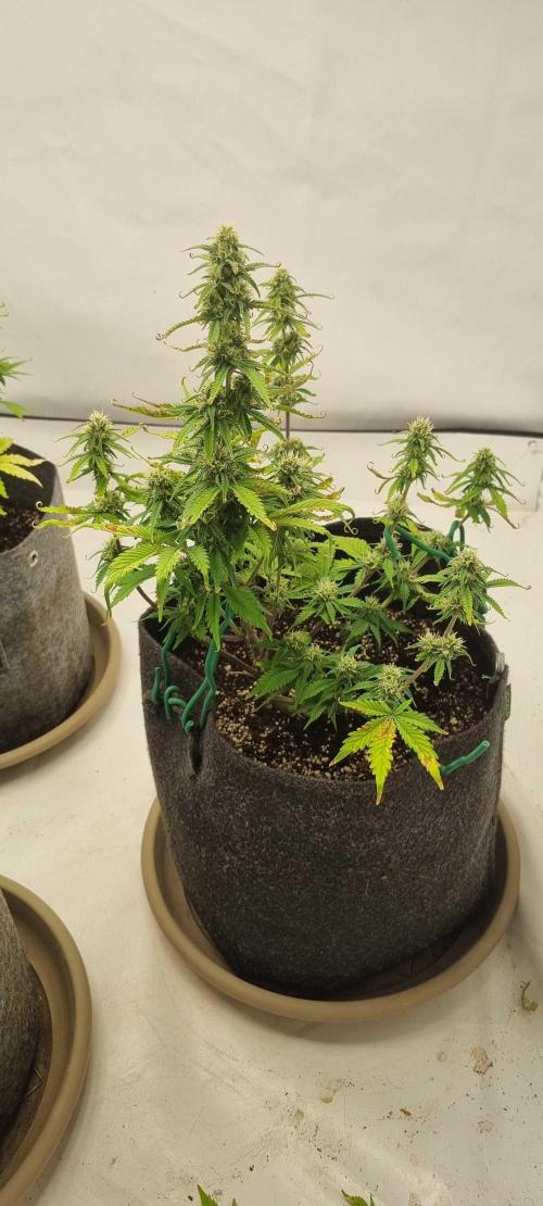 New Journey. Week 6 - Strawberry Gorilla