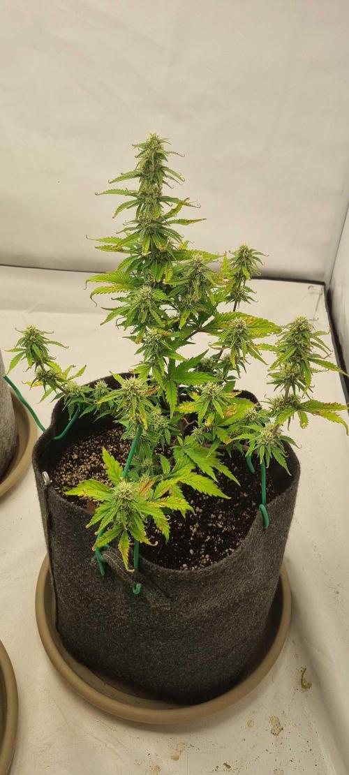 New Journey. Week 6 - Strawberry Gorilla