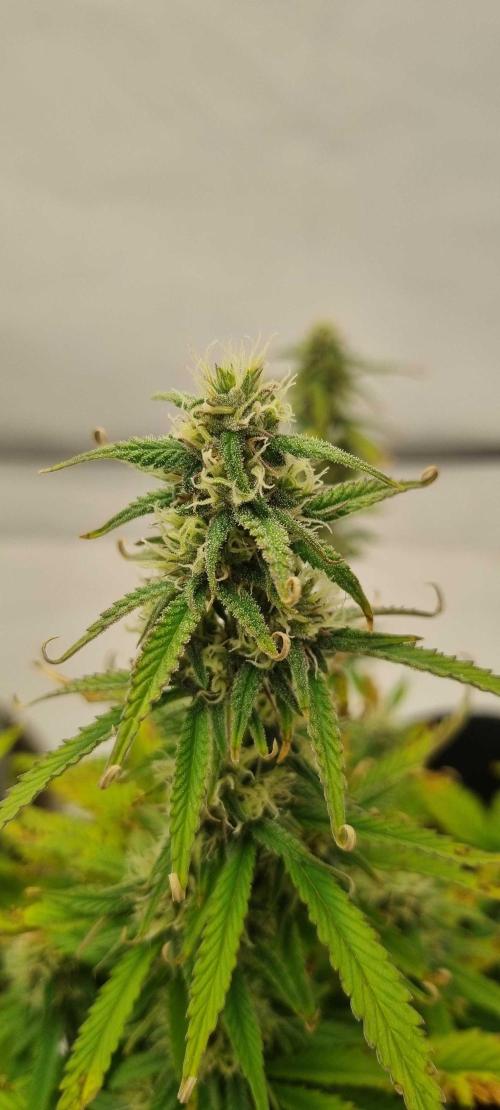 New Journey. Week 6 - Strawberry Gorilla