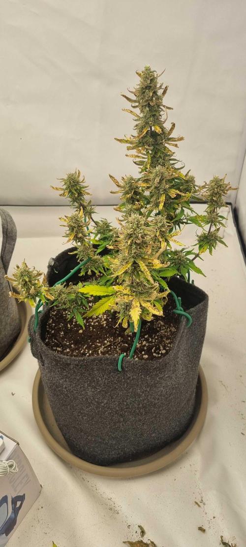 New Journey. Week 7 - Strawberry Gorilla