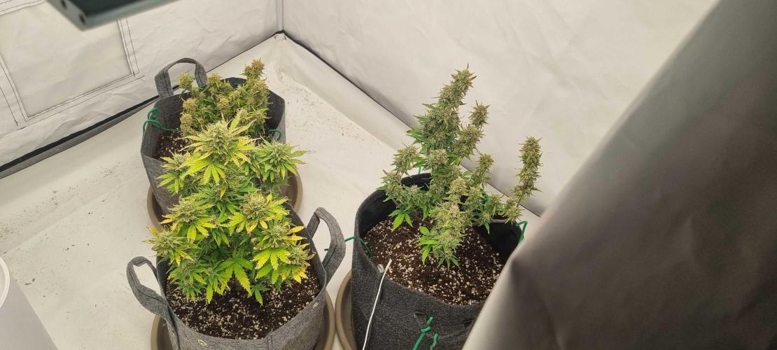 New Journey. Week 7