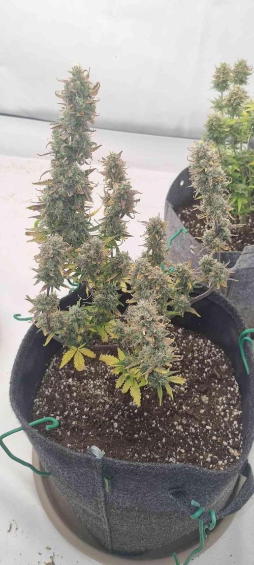 New Journey. Week 8 - Strawberry Gorilla