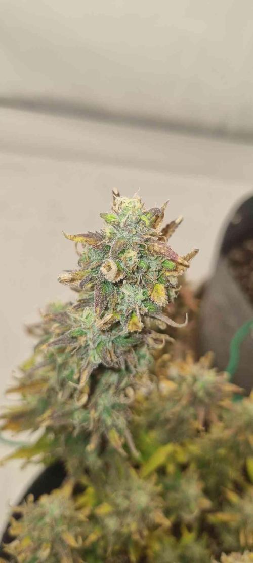 New Journey. Week 8 - Strawberry Gorilla